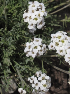 Smelowskia calycina